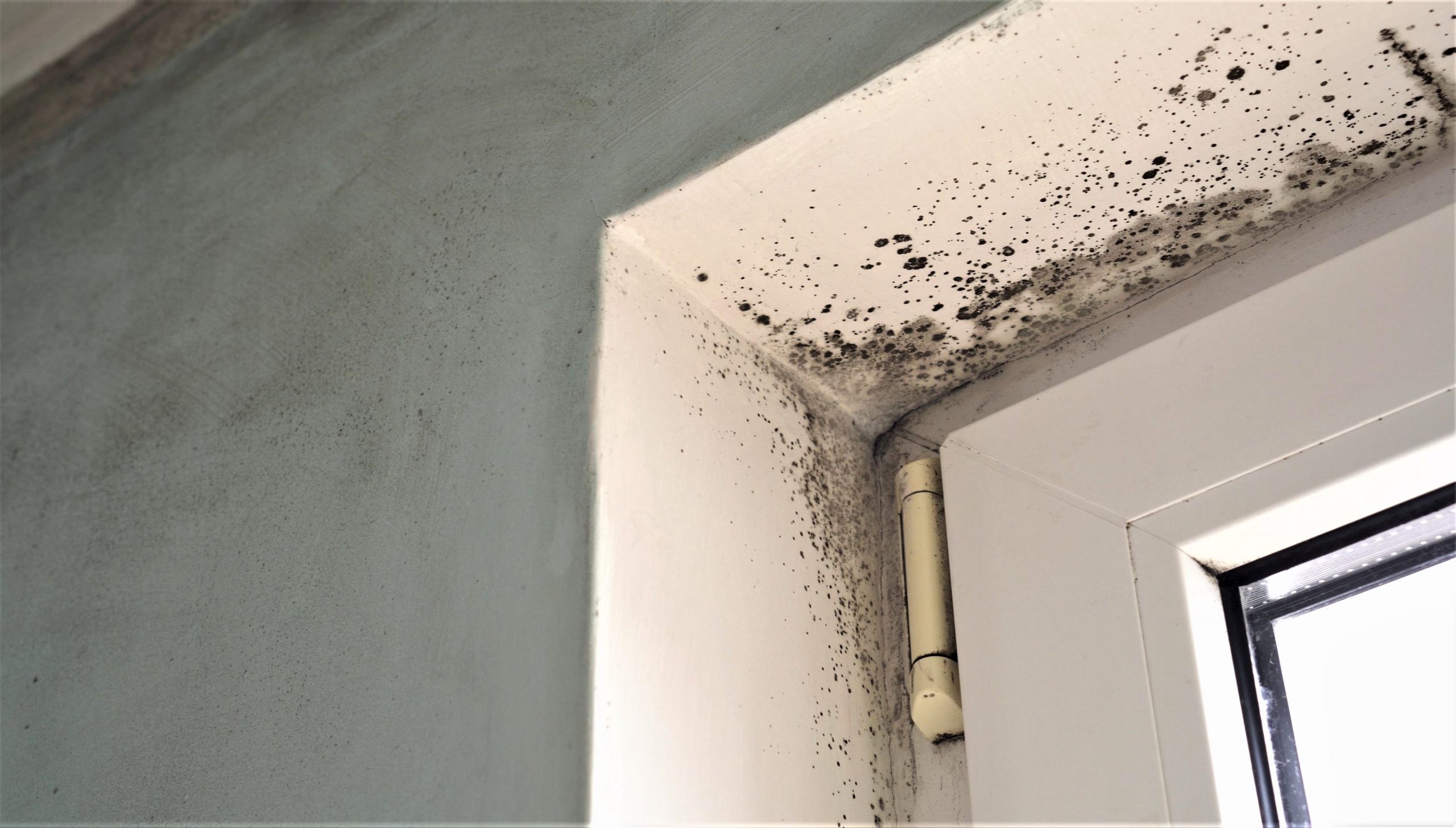Ventilation – the key to mastering mould prevention in social housing