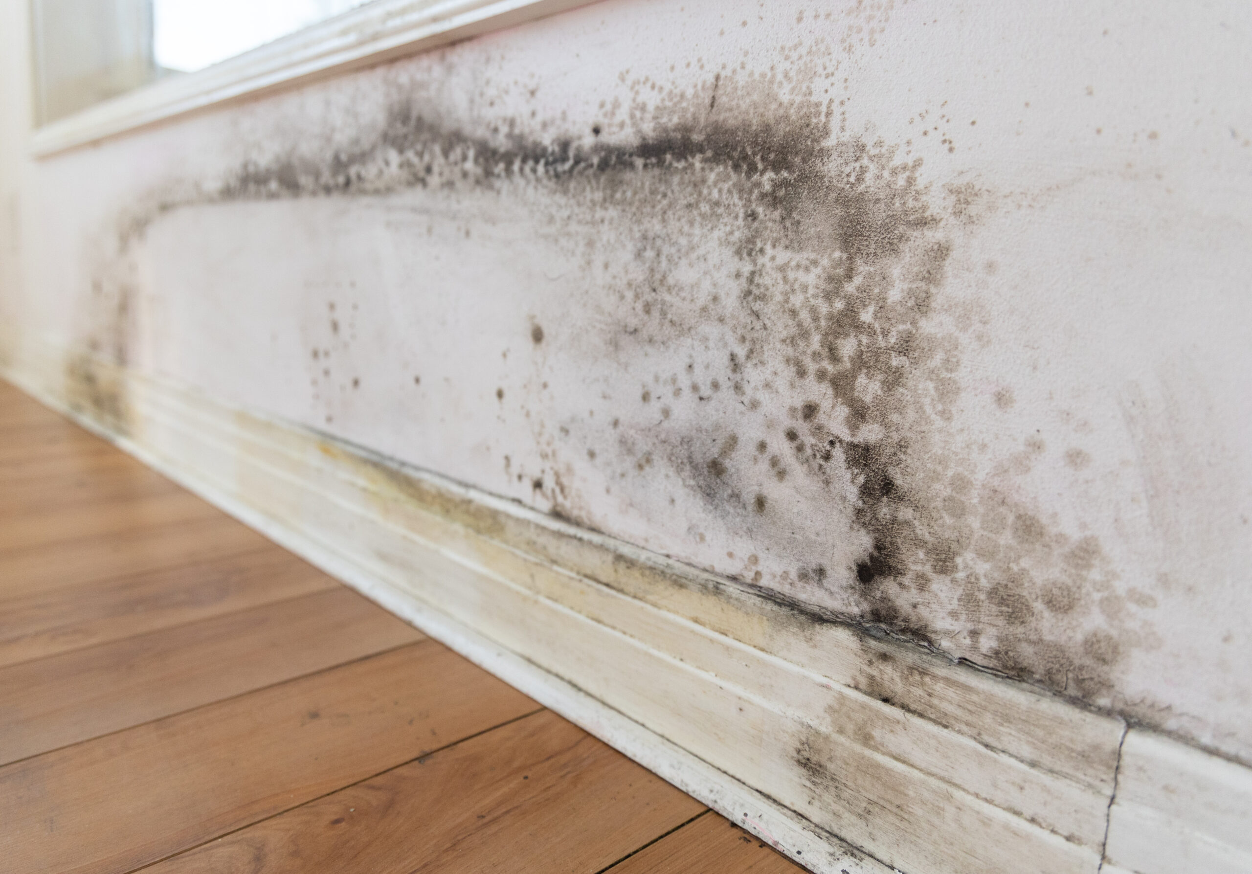 damp and mold