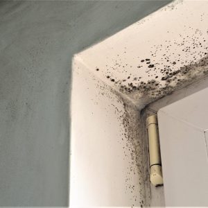 Mold growth wherever there is dampness and moisture, like basements, attics, kitchens, bathrooms or areas that have experienced flooding